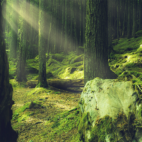 Oturma odası afişi ormanda yosunlu taşlar - TenStickers