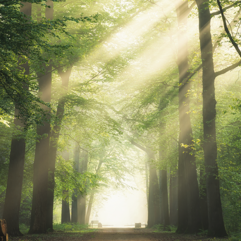 Oturma odası afişi güneşli yeşil orman - TenStickers