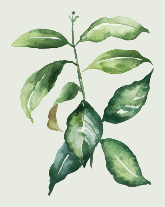 Çiçekler ve bitkiler afiş lime palmiye yaprağı - TenStickers