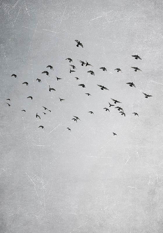 Uçan kuşlar hayvanlar afiş - TenStickers