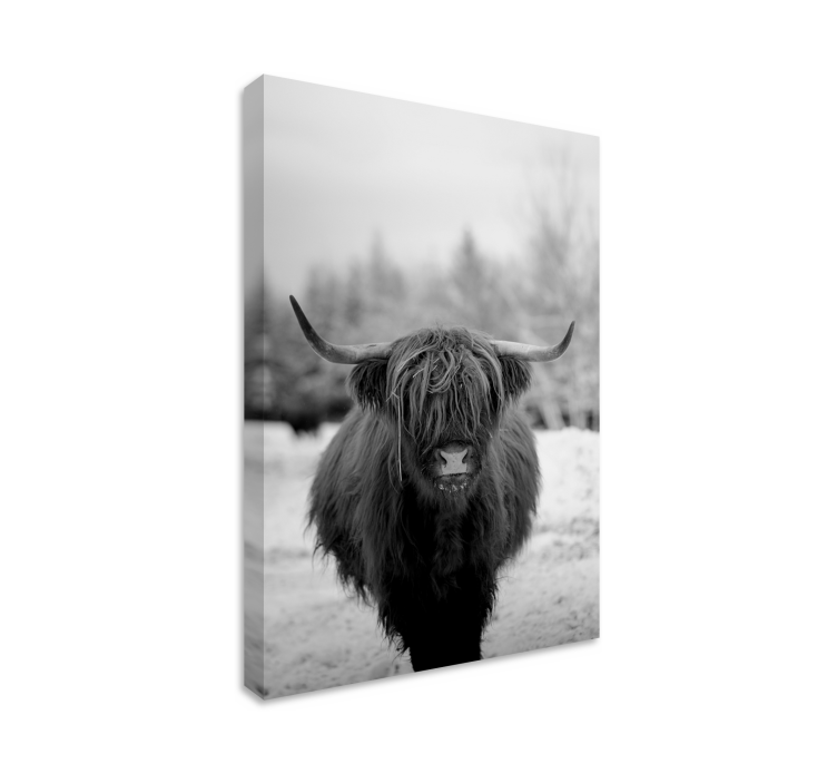 Hayvanlar tablo highland cow portresi - TenStickers