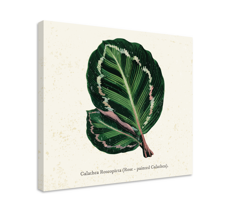 Calathea yaprağı çizimi bitkiler tablo - TenStickers