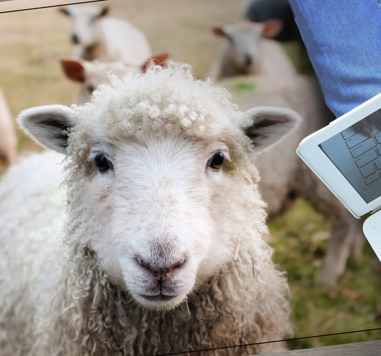 Hayvan koyun hayvan halı dekorasyonu - TenStickers