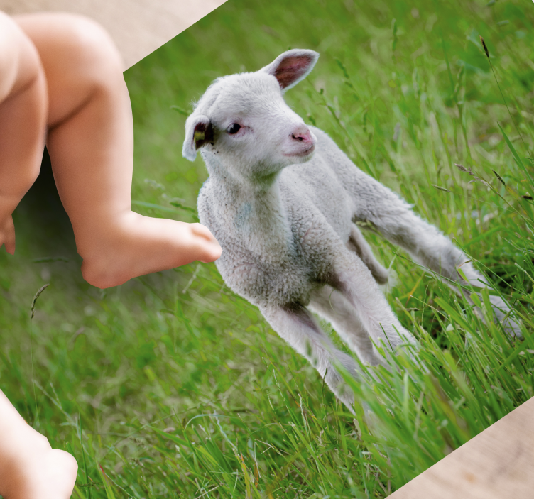 Hayvan sevimli kuzu hayvan kilim - TenStickers