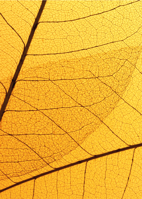 Botanik yaprak tasarımı sarı pvc halı - TenStickers