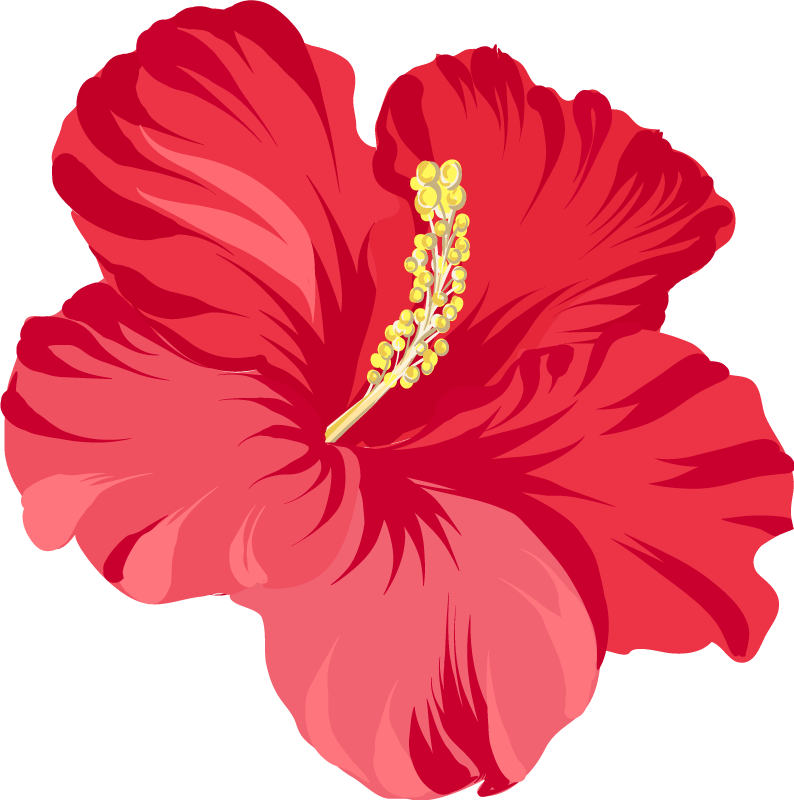 Çiçekler ve bitkiler pvc halı kırmızı hibiskus seti - TenStickers