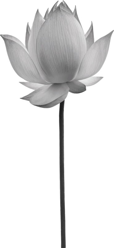 Yatak odası pvc halı lotus yalnız çiçek - TenStickers