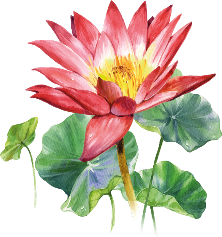 Yatak odası pvc halı lotus suluboya illüzyonu - TenStickers