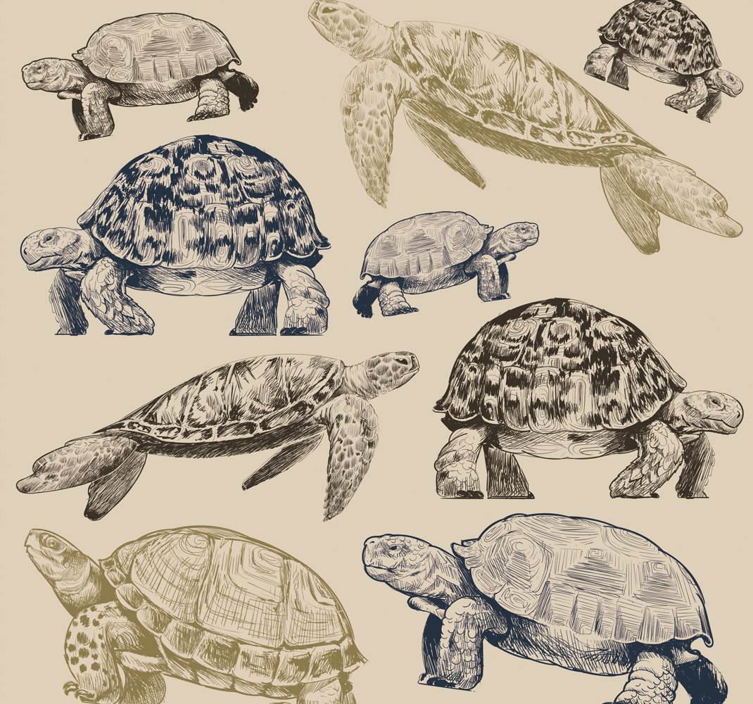 Hayvan pvc halı kaplumbağa bej arka planlı - TenStickers