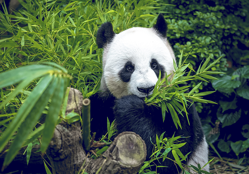 Yeşil pvc halı sevimli panda - TenStickers