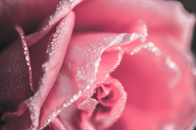 Nemli gül yaprakları çiçekler ve bitkiler pvc halı - TenStickers