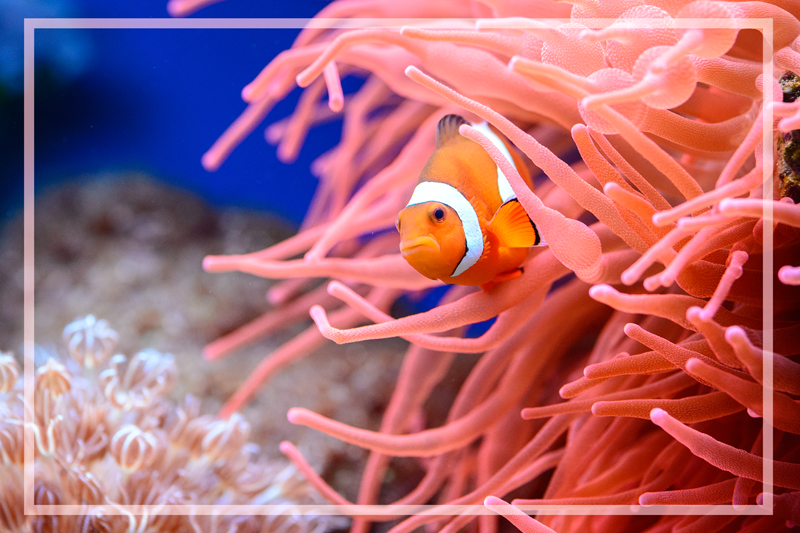 Palyaço balığı hayvan vinil halı - TenStickers