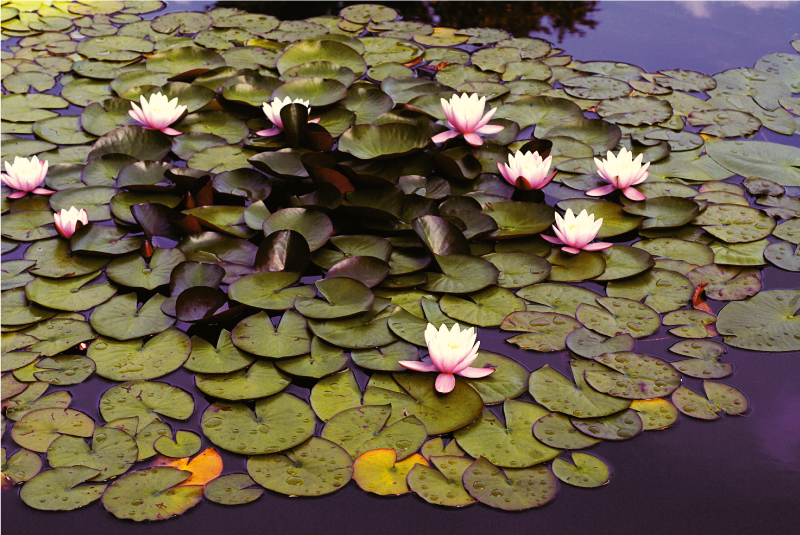 Gölet çiçek vinil kilim lotus - TenStickers