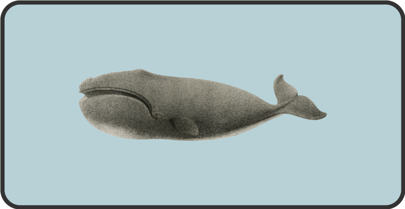 Balina siluet tasarımı Hayvan pvc halı - TenStickers