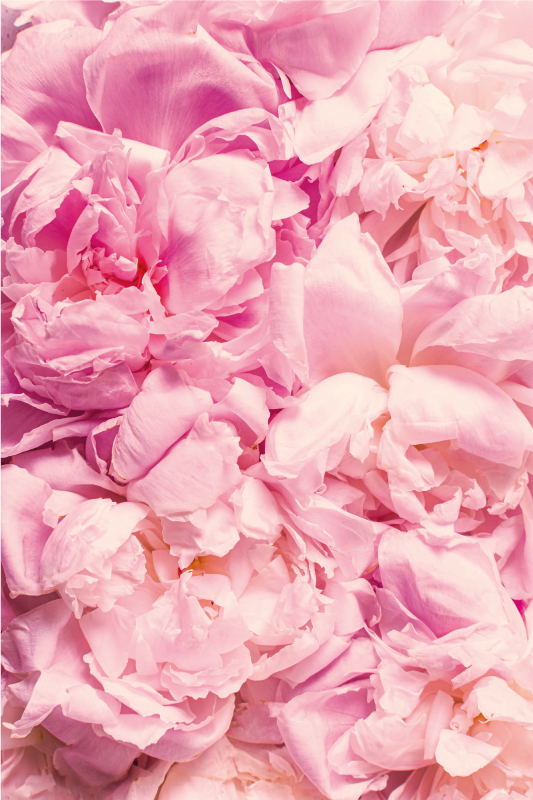 şakayık gerçekçi pembe çiçekler çiçek halı - TenStickers