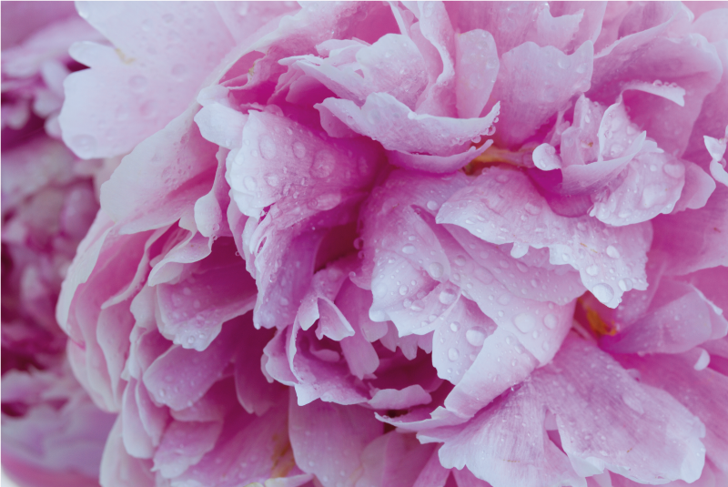 şakayık mor arka plan çiçek halı - TenStickers