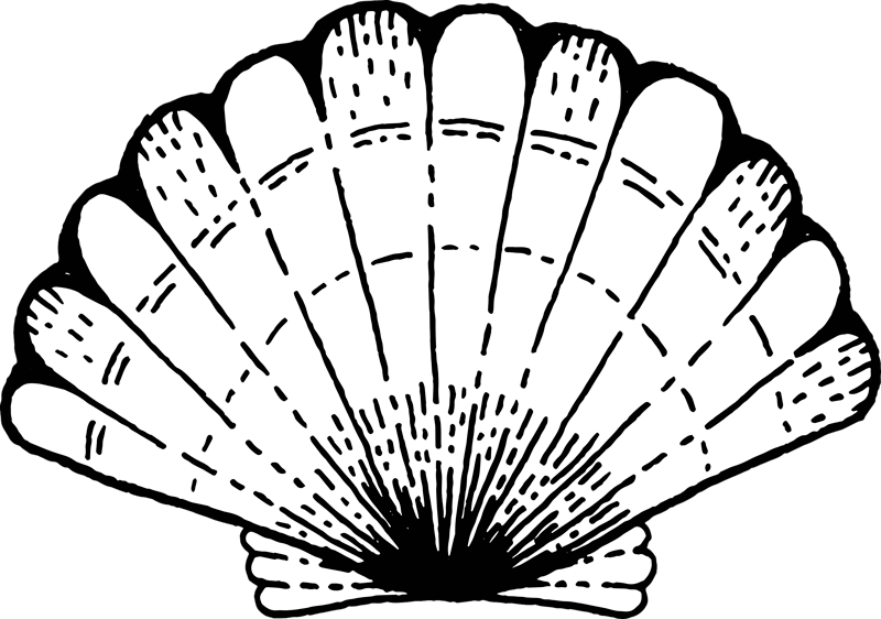 Deniz kabuğu hayvan vinil halı - TenStickers