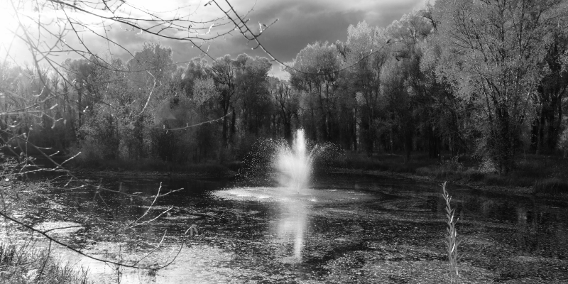 Gri orman doğa vinil halı - TenStickers