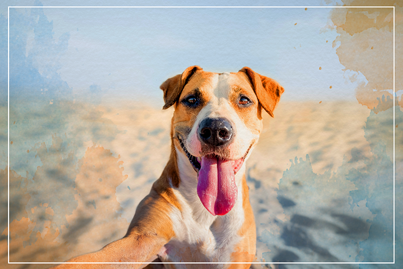 Gülümseyen köpek portresi Hayvan pvc halı - TenStickers