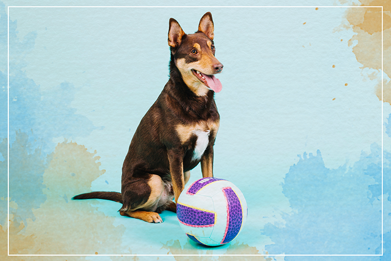 Oyuncu köpek arkadaşı Hayvan pvc halı - TenStickers