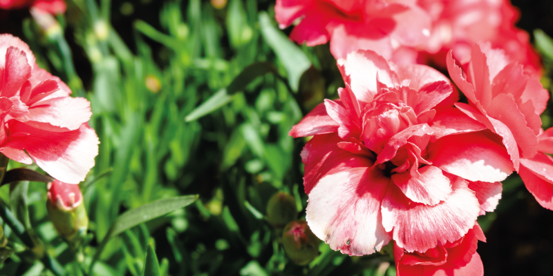 Çiçekler ve bitkiler pvc halı pembe çiçekler ve çimen - TenStickers