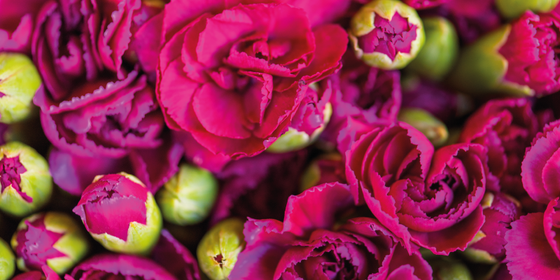 Çiçekler ve bitkiler pvc halı canlı Çiçek açılımları - TenStickers