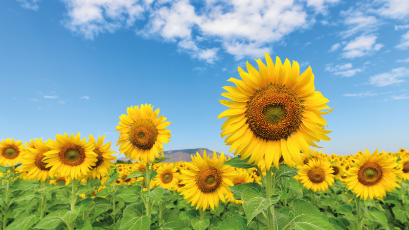 Ayçiçeği tarlası çiçek vinil kilim - TenStickers