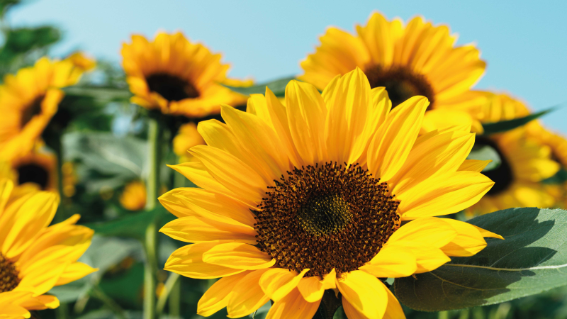 Bir güneş çiçeği çiçek vinil kilim kapatmak - TenStickers