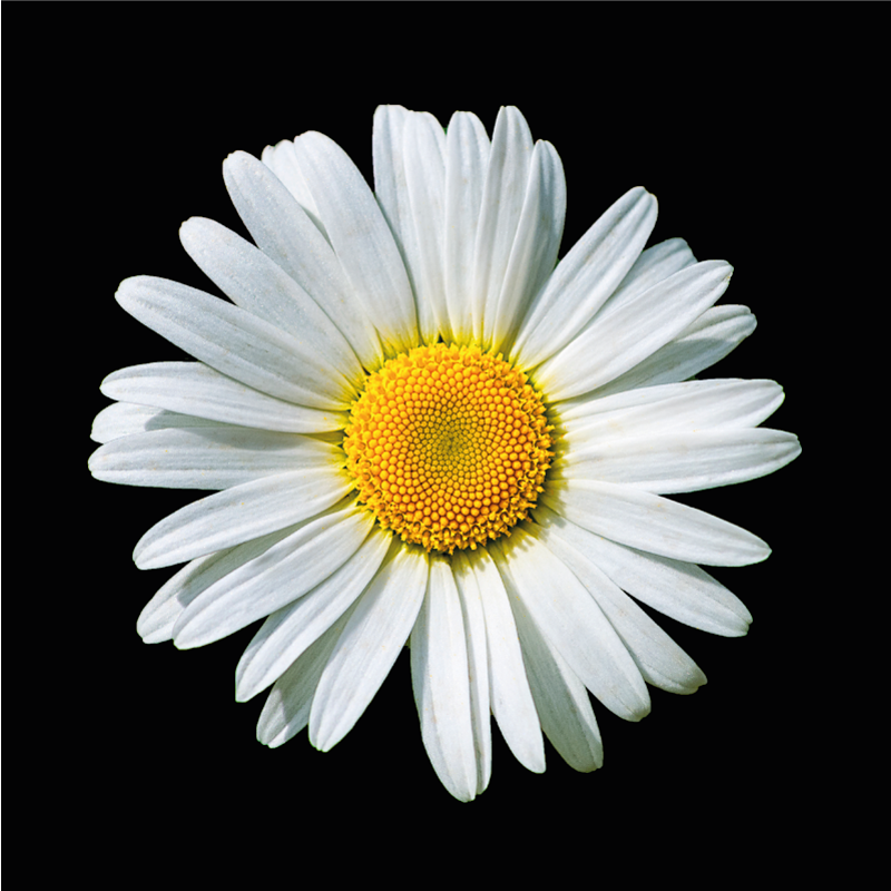 Siyah ve beyaz papatya çiçeği çiçek halı - TenStickers