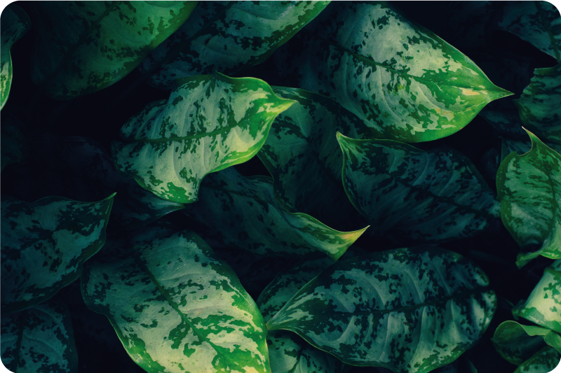 Canlı yeşil yapraklar doğa pvc halı - TenStickers