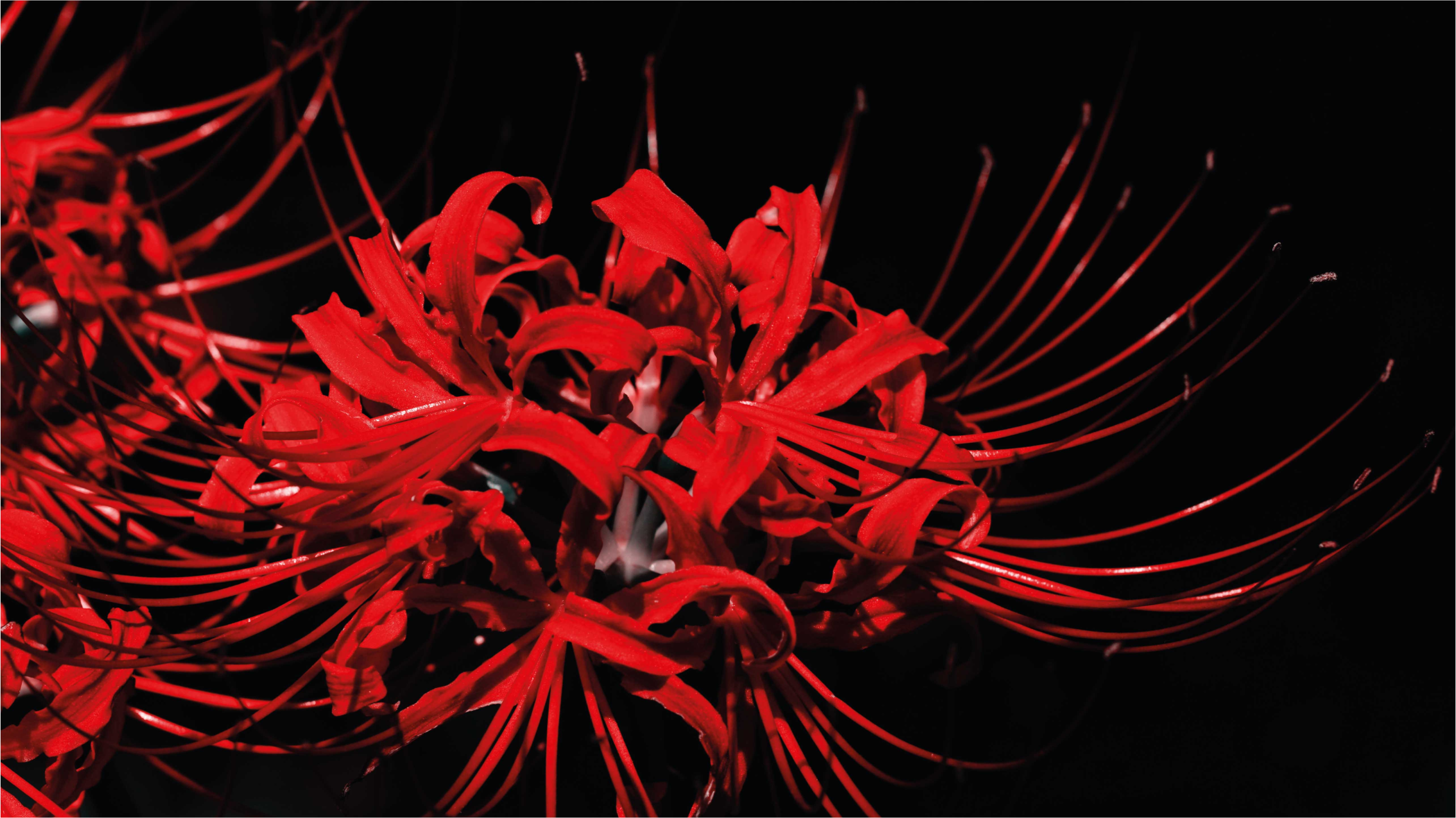 Kırmızı örümcek çiçekleri çiçek halısı - TenStickers