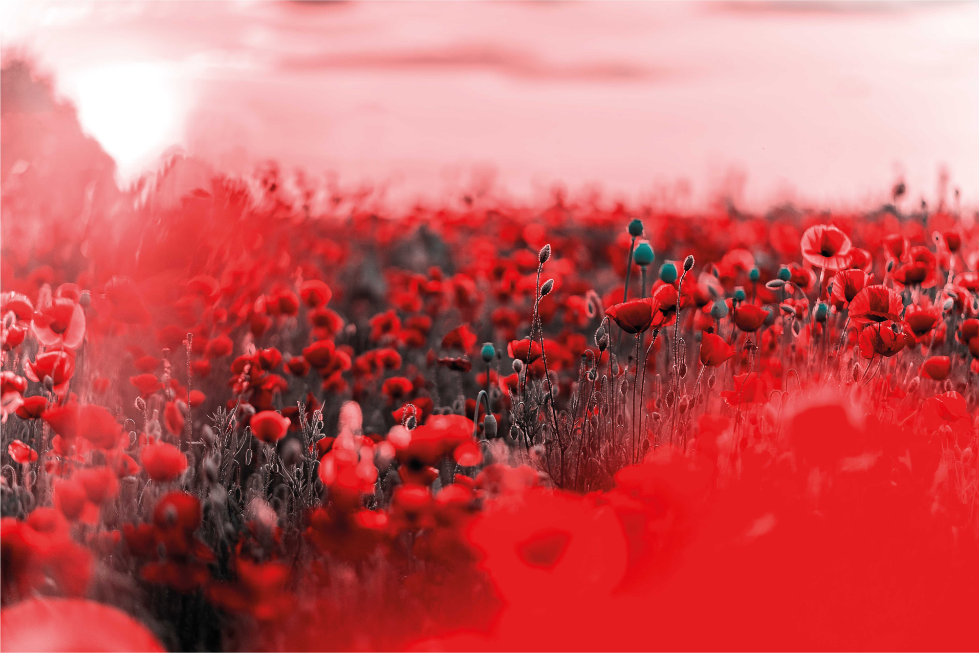 Kırmızı çiçekli sahne çiçekler ve bitkiler pvc halı - TenStickers