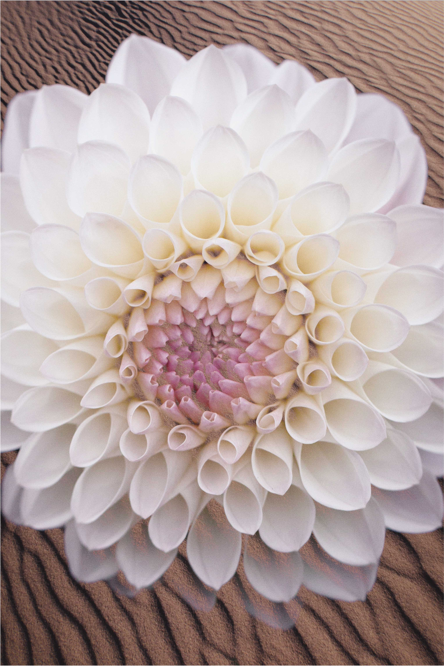 Kum çiçek halı üzerinde beyaz çiçekler - TenStickers