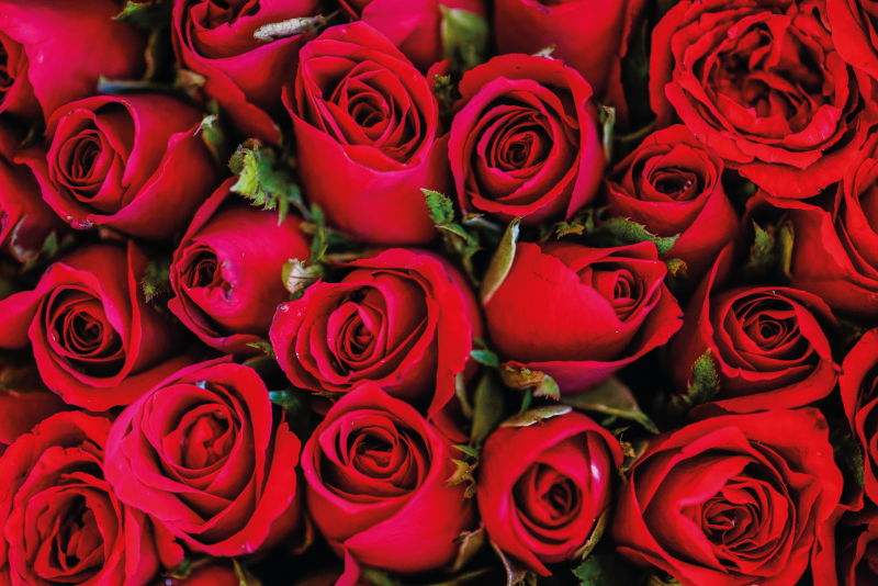 Kırmızı gül deseni doğa vinil halı - TenStickers