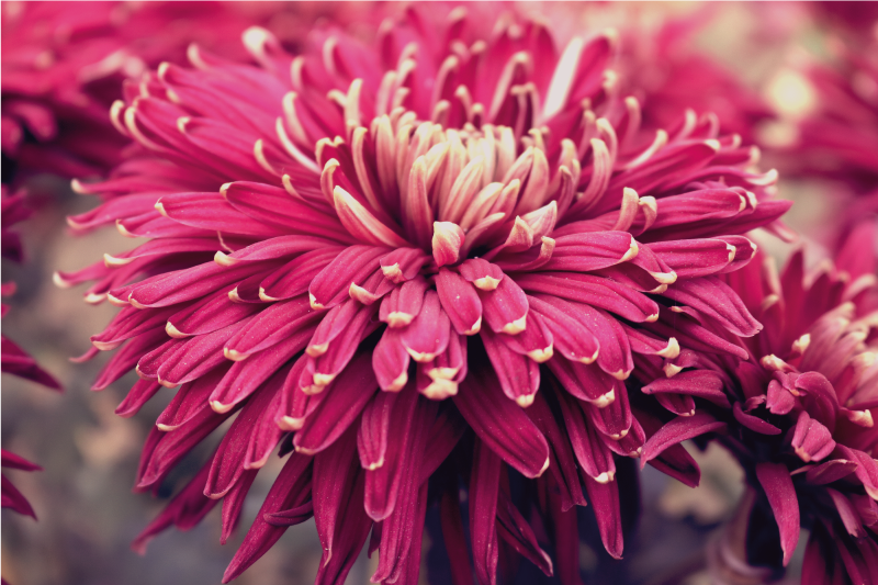 Gerçekçi krizantem çiçekler ve bitkiler pvc halı - TenStickers