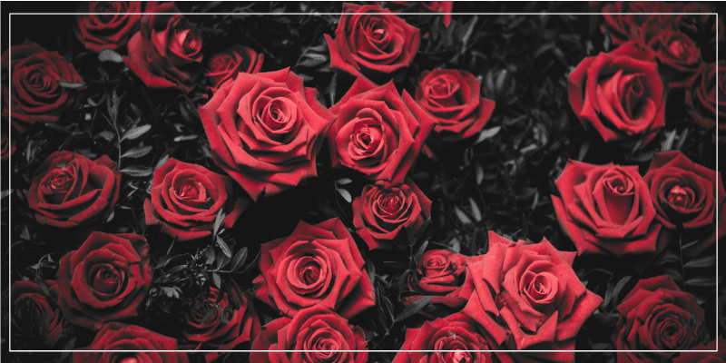 S/b sevimli kırmızı gül buketi çiçekli kilim - TenStickers