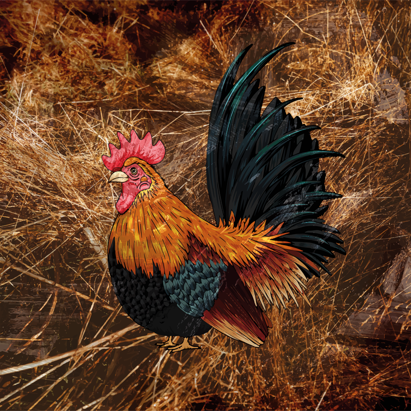 Saman kare vinil halıda çizilmiş horoz - TenStickers