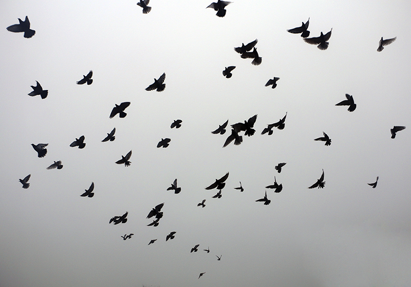 Pvc halı uçan kuşlar deseni - TenStickers