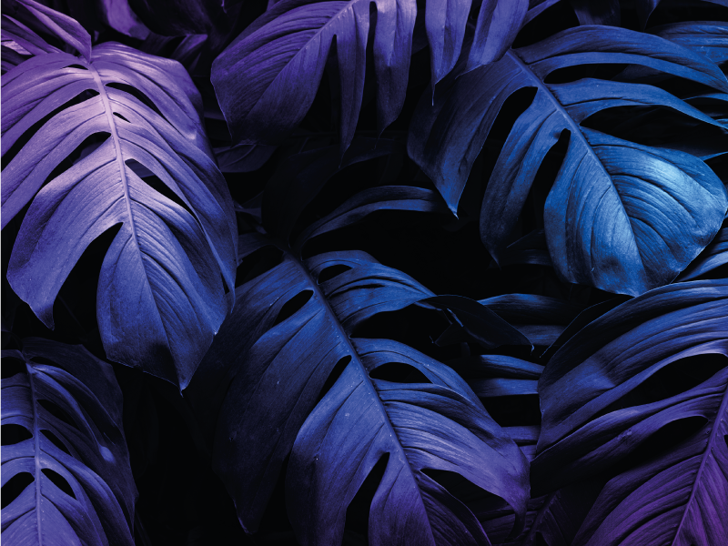 Tropikal yaprak tasarımı çiçekler ve bitkiler pvc halı - TenStickers