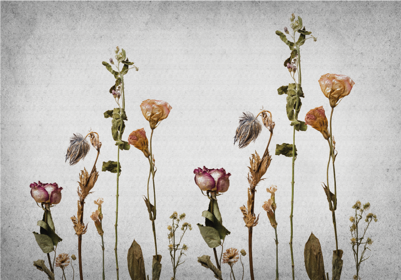 Botanik görüntüleri çiçekler ve bitkiler pvc halı - TenStickers