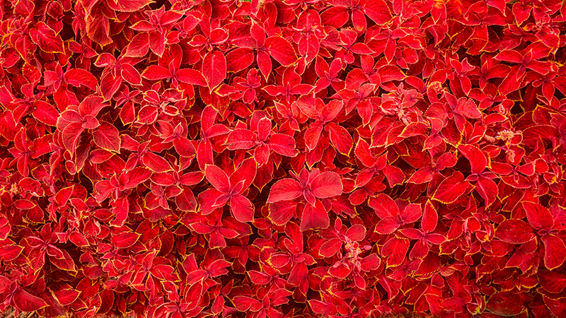 Yaprak deseni kırmızı pvc halı - TenStickers